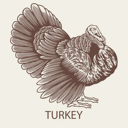 Old retro turkey hand drawn picture with a poultry. Can be used for logo, packaging in markets and shops and etc. Vector vintage illustration in engraving or woodcut styleのイラスト素材