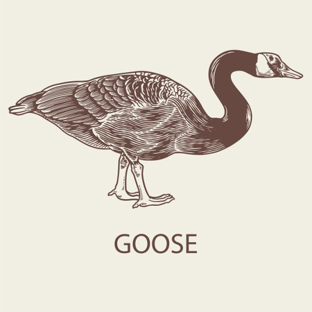 Vector hand drawn illustration of goose in vintage retro engraved style. Farm animal concept. Antique sketchy or etching isolated. T-shirt apparel print design, logo, print, shopのイラスト素材