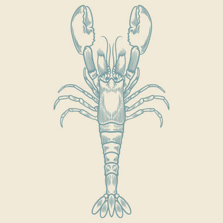 Hand drawn of vintage lobster isolated on white background in blue color.のイラスト素材