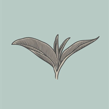 Vintage stylized drawing tea leaves. Vector hand drawn image herbal ingredient illustration in old vintage sketch style for print, card, wrapping, textile and other retro designのイラスト素材