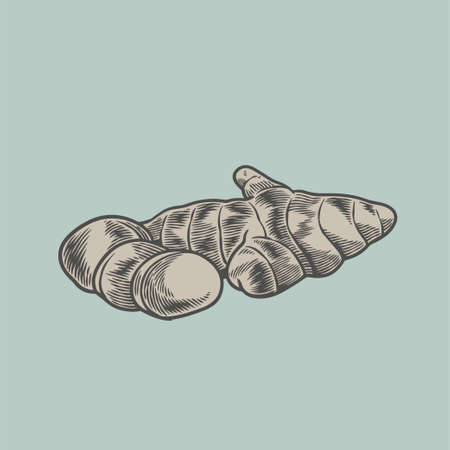 Vector hand drawn ginger herbal. Engraved style illustration. Spicy rhizhome vegetable. Detox food concept vintage sketch isolated. For cosmetic package design, medicinal herb, healthcare.のイラスト素材