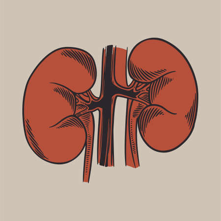 The human kidney vector hand drawn illustration. Vintage engraved organs, kidneys, ureters, excretory system. Medical anatomy design concept for your projects post viral rehabilitation postersのイラスト素材