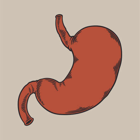 Human stomach anatomy sketch hand drawn vintage engraved. Design concept for your medical projects post viral rehabilitation posters. vector illustration in classical retro styleのイラスト素材