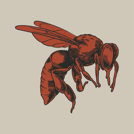 Hand drawn of a mosquito in vintage sketch engraving style. A bloodsucking parasite colored orange image art illustration. Vector flying insect, malaria, infectious isolated on white backgroundのイラスト素材