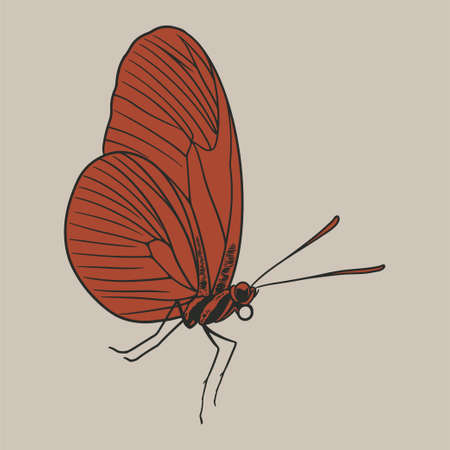 Butterfly sketch engraved hand drawn in old sketch and vintage style. Mystical esoteric symbol of freedom, flying insect. Vector illustration for tattoo, t-shirt or scrapbooking designのイラスト素材