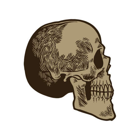 Hand drawn anatomic human skull vintage engraving sketch. Scary cranium isolated on white background. Can be used for t-shirt designing, poster, decoration or other uses. Vector illustration.のイラスト素材