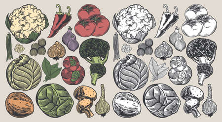 Vegetable hand drawn vintage collection colorful hand drawn Illustration vector image set of vegetables.のイラスト素材