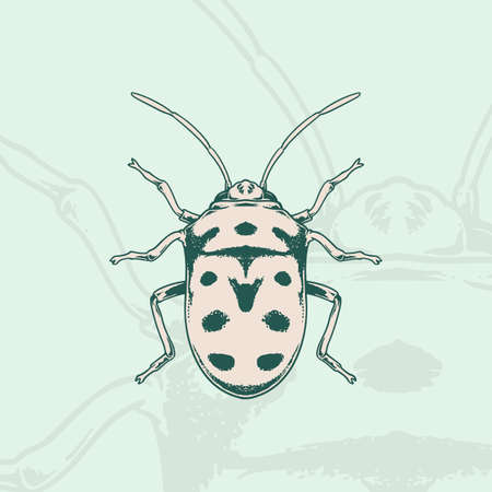 Hand drawn of ladybug Sketch Symbol. Vector Ladybird Element In Trendy vintage Style.のイラスト素材