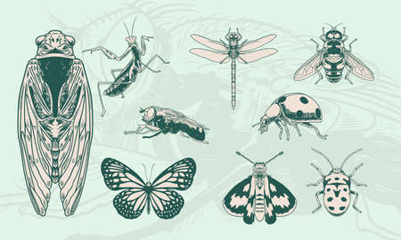 Set of hand drawn of vintage insects illustration.のイラスト素材