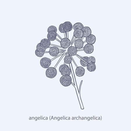Hand drawn of herbs and spices asafoetida Ferula assa-foetidaのイラスト素材