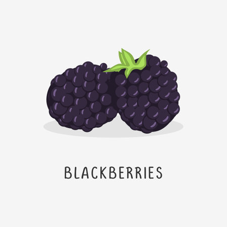 Blackberries. Vector illustration. Isolated on a white background.のイラスト素材