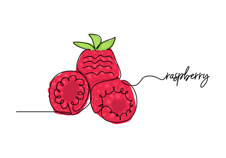 Raspberry continuous one line drawing, fruit vector illustration.のイラスト素材