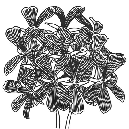 Hand drawn essential oil plants drawing of geranium or pelargonium graveolens isolated on white background.のイラスト素材