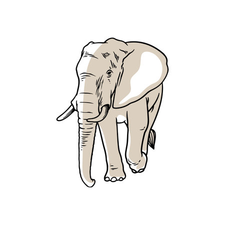 Elephant hand drawing sketch vectorのイラスト素材