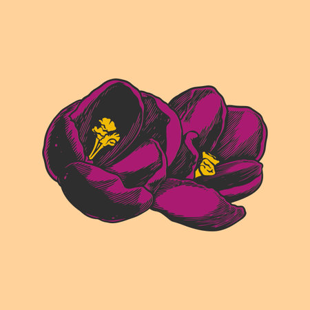Hand drawn flower botanical drawing of crocus isolated on bright background.のイラスト素材