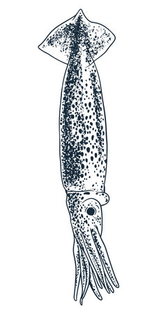 Seafood animal squid engraving drawing vector. Hand sketch vintage style. Food animal ocean sea isolated on white background.のイラスト素材