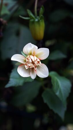 White Magnolia Flower.の写真素材