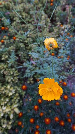 Sulfur Cosmos Flower in Yellow.の写真素材