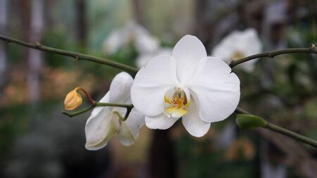 Beautiful White Moth Orchids.の写真素材
