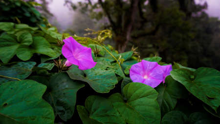 Beautifully blooming trumpet flower with oil painting effectの写真素材