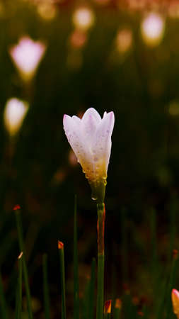 Beautiful white flowers bloom after rain with oil painting effectの写真素材