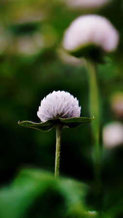 Beautiful white flowers with oil painting effectの写真素材