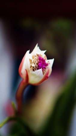 Beautiful flowers with oil painting effectの写真素材