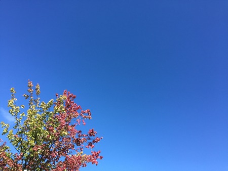 Romantic Beautiful Flowers in Gardenの写真素材