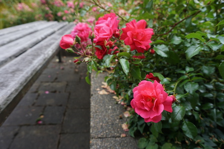 Romantic Beautiful Flowers in Gardenの写真素材