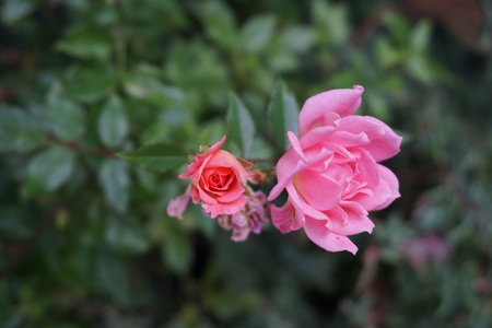 Romantic Beautiful Flowers in Gardenの写真素材