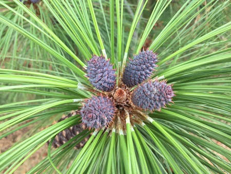 Romantic Beautiful Flowers in Gardenの写真素材