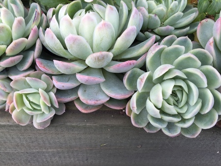 Beautiful flowers in Christchurch Botanic Gardenの写真素材