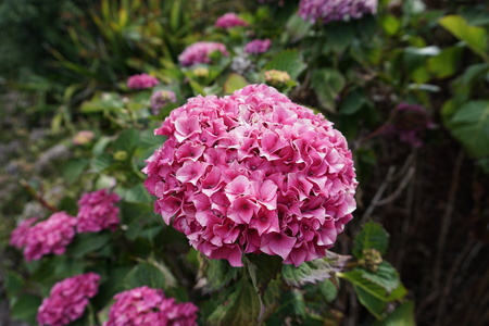 Beautiful flowers in Christchurch Botanic Gardenの写真素材