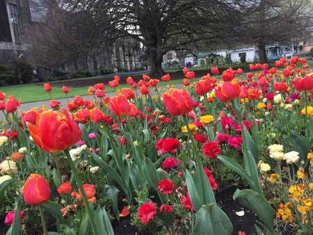 Beautiful flowers in Christchurch Botanic Gardenの写真素材