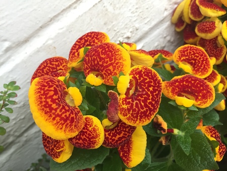 Beautiful flowers in Christchurch Botanic Garden