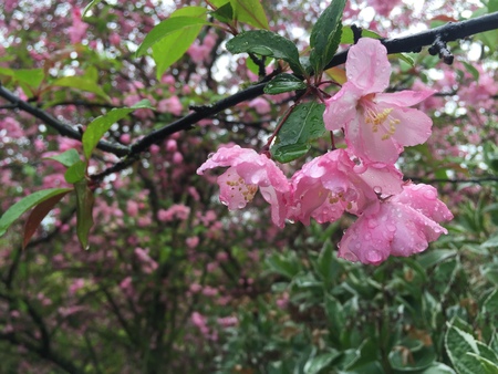 Beautiful flowers in Christchurch Botanic Garden