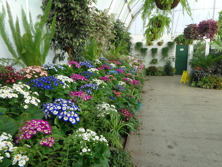 Beautiful flowers in Christchurch Botanic Gardenの写真素材
