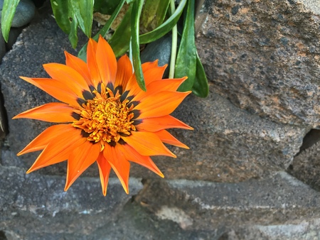 Beautiful flowers in Christchurch Botanic Gardenの写真素材
