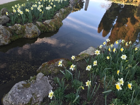 Beautiful flowers in Christchurch Botanic Gardenの写真素材
