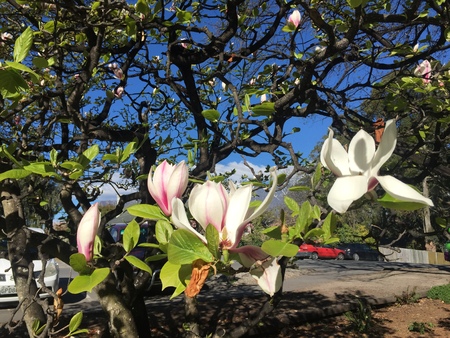 Beautiful flowers in Christchurch Botanic Gardenのeditorial素材
