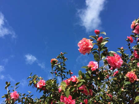 Beautiful flowers in Christchurch Botanic Gardenの写真素材