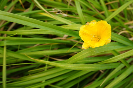 Beautiful flowers in Christchurch Botanic Garden