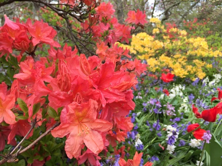 Beautiful flowers in Christchurch Botanic Gardenの写真素材