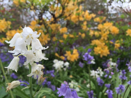 Beautiful flowers in Christchurch Botanic Gardenの写真素材
