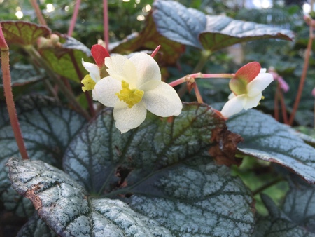 Beautiful flowers in Christchurch Botanic Gardenの写真素材