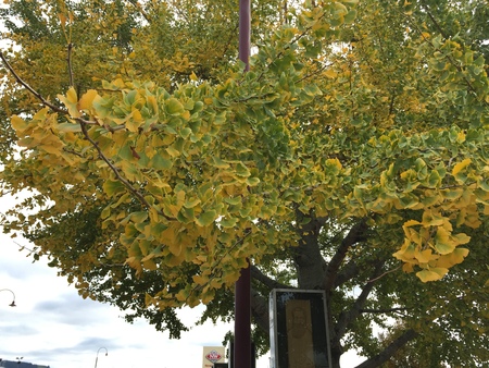 Beautiful flowers in Christchurch Botanic Gardenのeditorial素材