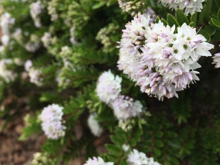 Beautiful flowers in Christchurch Botanic Garden