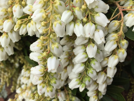 Beautiful flowers in Christchurch Botanic Gardenの写真素材
