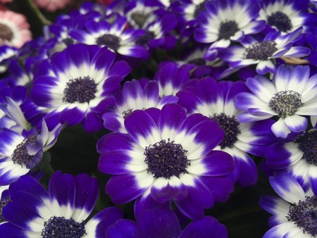 Beautiful flowers in Christchurch Botanic Gardenの写真素材