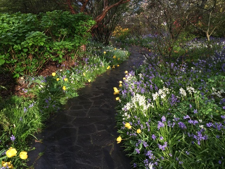 Beautiful flowers in Christchurch Botanic Gardenの写真素材